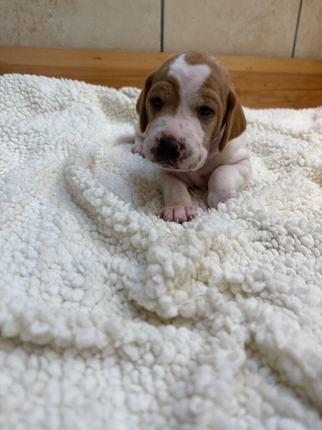 Pointer puppies/ Working & Champion Bloodlines
