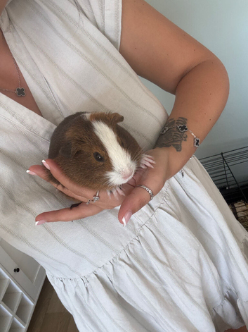 2x 14 week Guinea pigs with cage and accessories