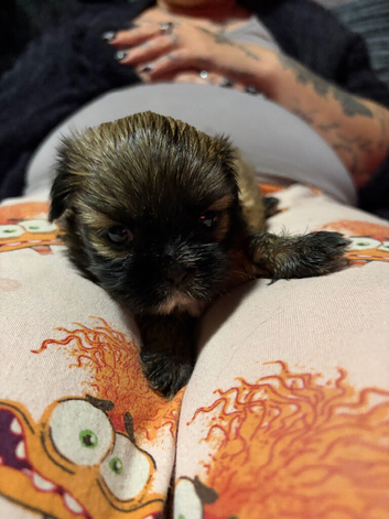 Beautiful 8 week old female shihtzu