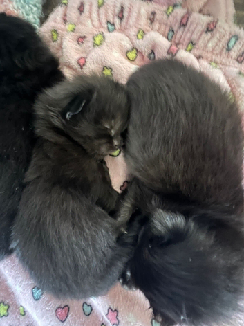 Ragdoll cross