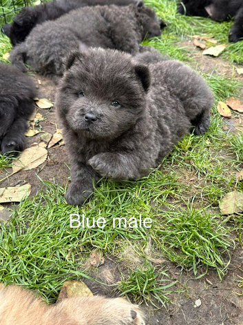 Chow Chow Puppies Black&Red