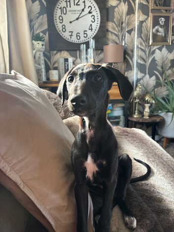 Female 6 month old lurcher