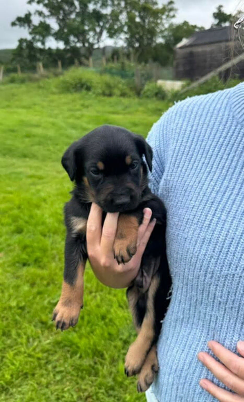 Huntaway pups