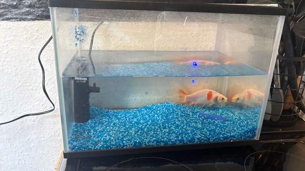 Fish tank and 2 fish