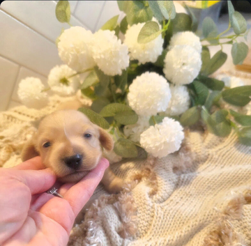 ️ Stunning Kc Cream longcoat Minature Dachshunds