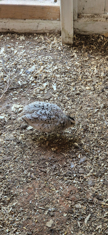 California, bob white,button and jumbo quails sale