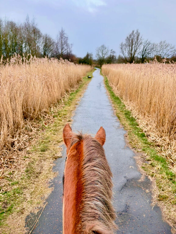 Wanted: happy hacker over 14.2hh, under 12yo