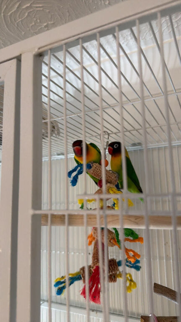 2 1 yr old bonded lovebirds