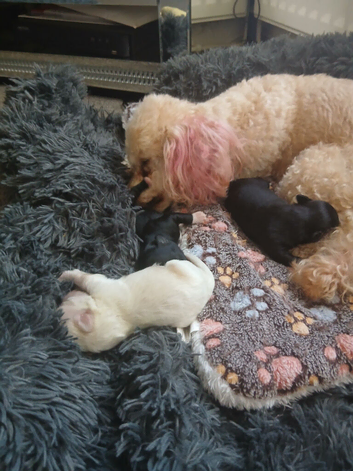 Chipoo