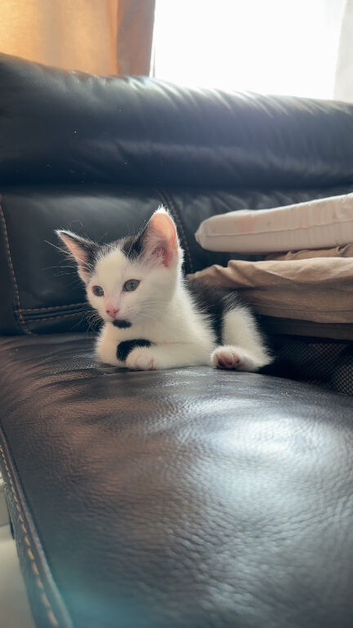 Kitten ready to go