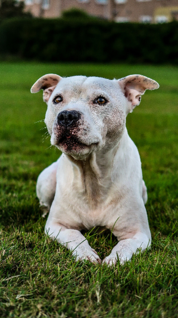 Proven Staffordshire Bull Terrier Stud