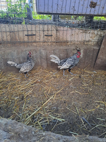 Silver seabright.....female only