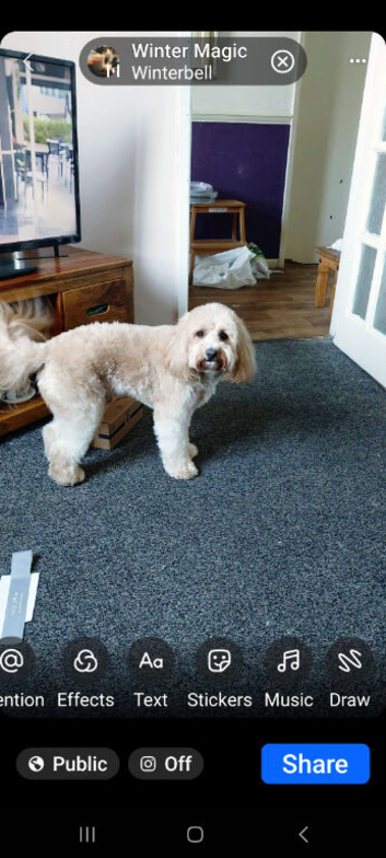 Cavapochon