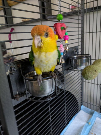 19m male white belly caiqe