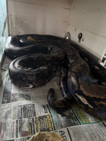 Male Selaya Island Reticulated Python 12ft, 4 years old.