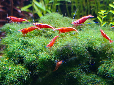 Shrimps Red Cherry Neocaridina in Bridgwater