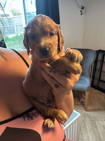 Cockapoo puppy boy