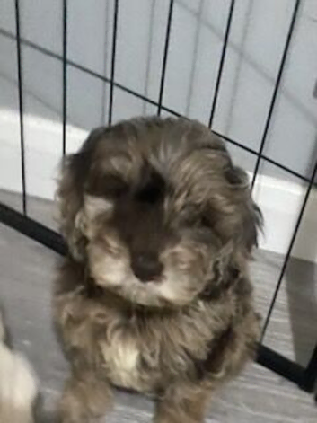8 beautiful cockapoo babies