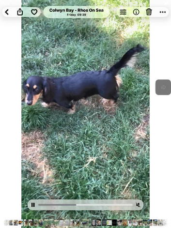 Stunning long haired dachshund puppy black and cream Only 1 left !