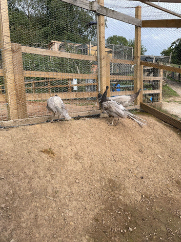 2 year old opal male peacocks