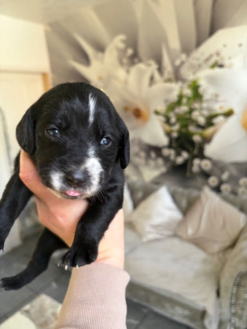 Labradoodles for sale