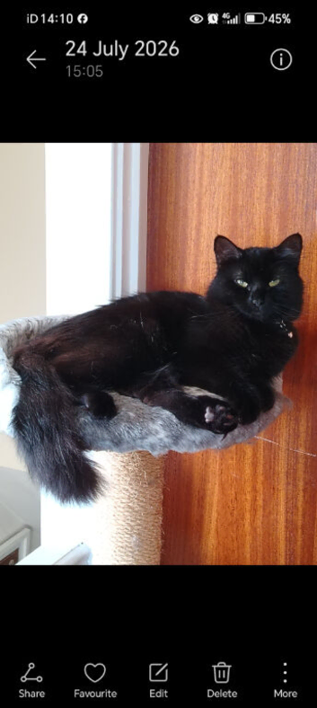 Long haired black cat