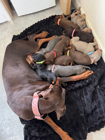 ROYAL KENNEL CLUB REGISTERED DOBERMANS