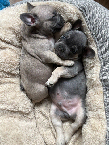 Beautiful Home Raised French Bulldog Puppies | Vaccinated & Microchipped | Ready 13 July