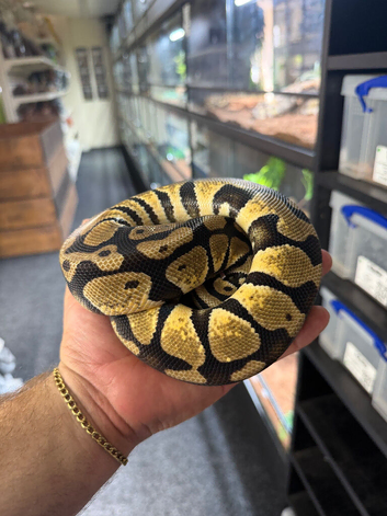 Royal Pythons Various Morphs