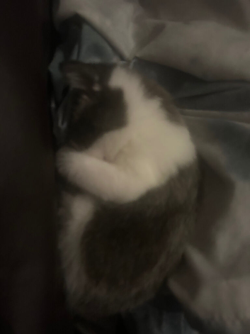 Loving playful kitten names kuromi