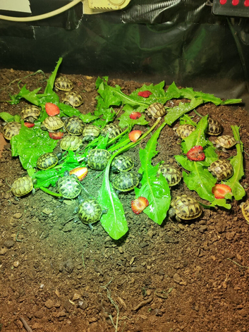 Baby Spur-thigh Tortoises for sale