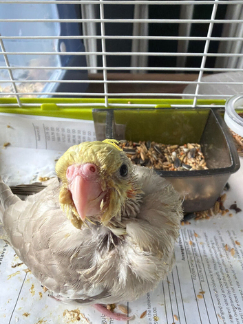 Handreared Baby Cockatiels for Sale