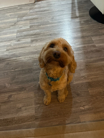 Cockapoo