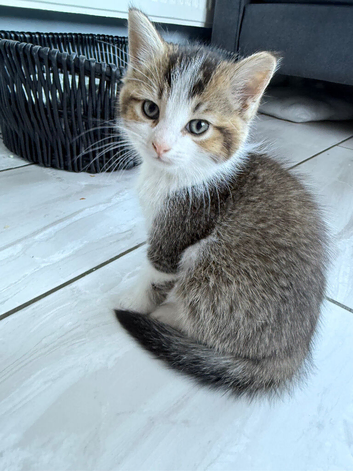 Shorthair boy 9 weeks looking for his forever home