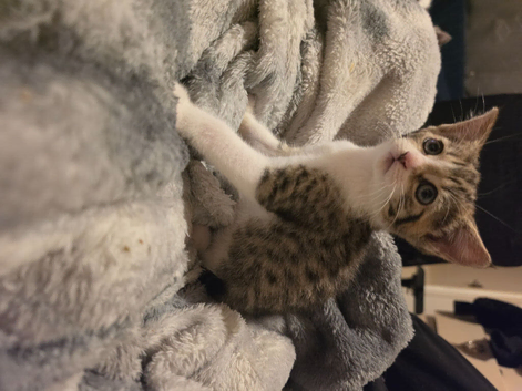 Beautiful mixed breed Kittens