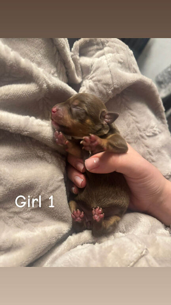 Chiweenie