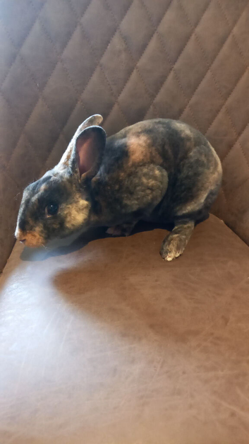 Rex rebbit baby for sale