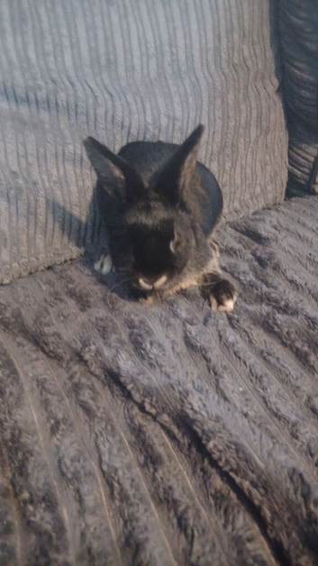 Beautiful black otter netherland dwarf doe