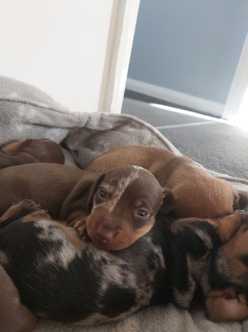 miniature dachshund puppies