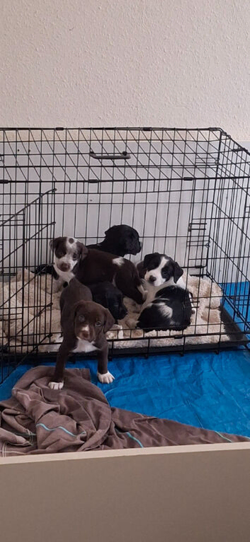 6 Kelpie cross spaniel
