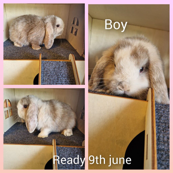 Mini lop kits ready tuesday 9th june