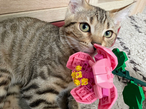 Bengal British Shorthair Crossbreed