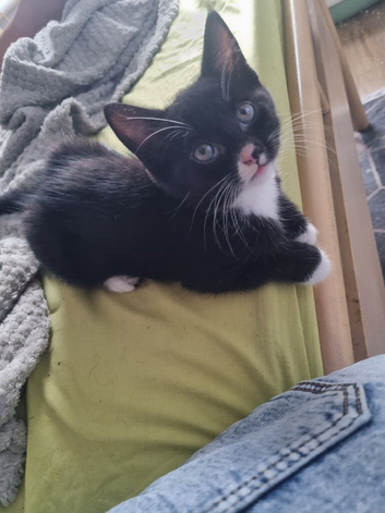 1 cute kittens