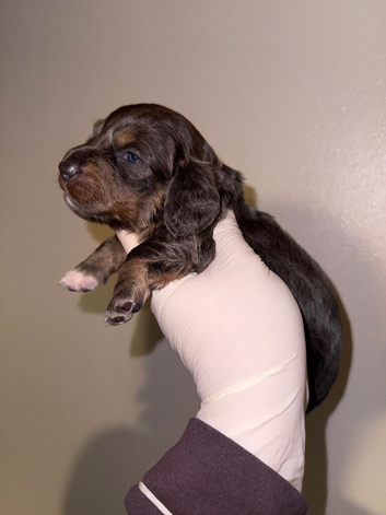 Miniture Dachshund Pups