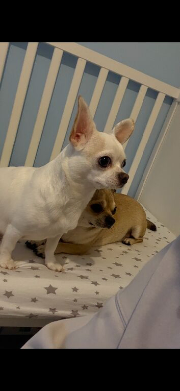 Two 3 year old chihuahuas needing rehomed