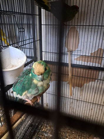 Kakarike Cock