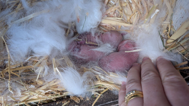 Beautiful White litter of mini lops