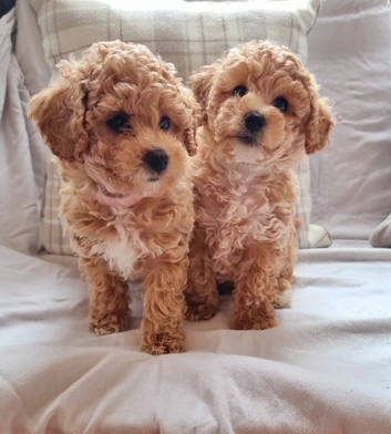 Beautiful f1 toy poochons