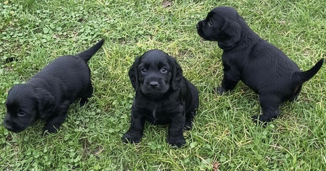Cocker spaniel puppies