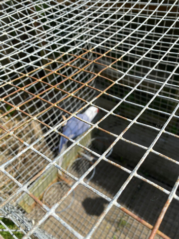 Indian ringnecks